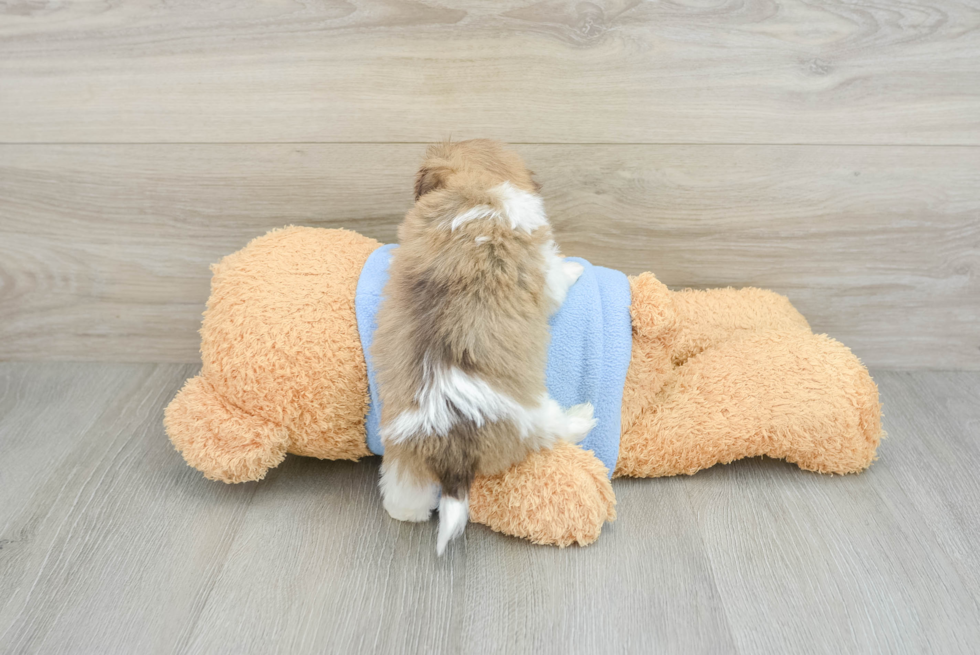 Havanese Pup Being Cute