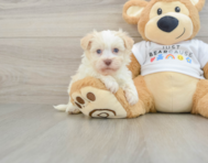 5 week old Havanese Puppy For Sale - Florida Fur Babies