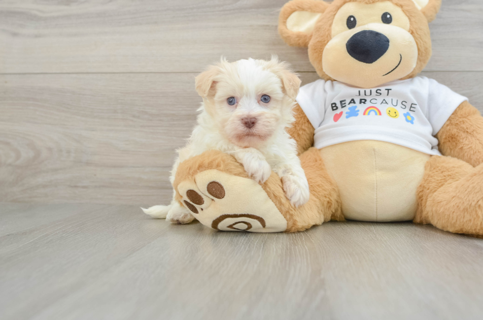 5 week old Havanese Puppy For Sale - Florida Fur Babies