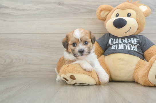 Little Havanese Purebred Pup