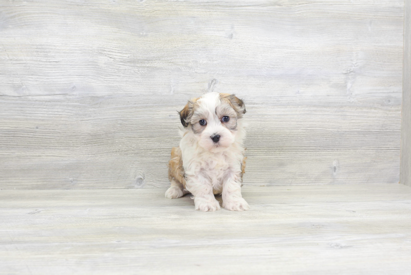 Meet Jedd - our Havanese Puppy Photo 1/3 - Florida Fur Babies