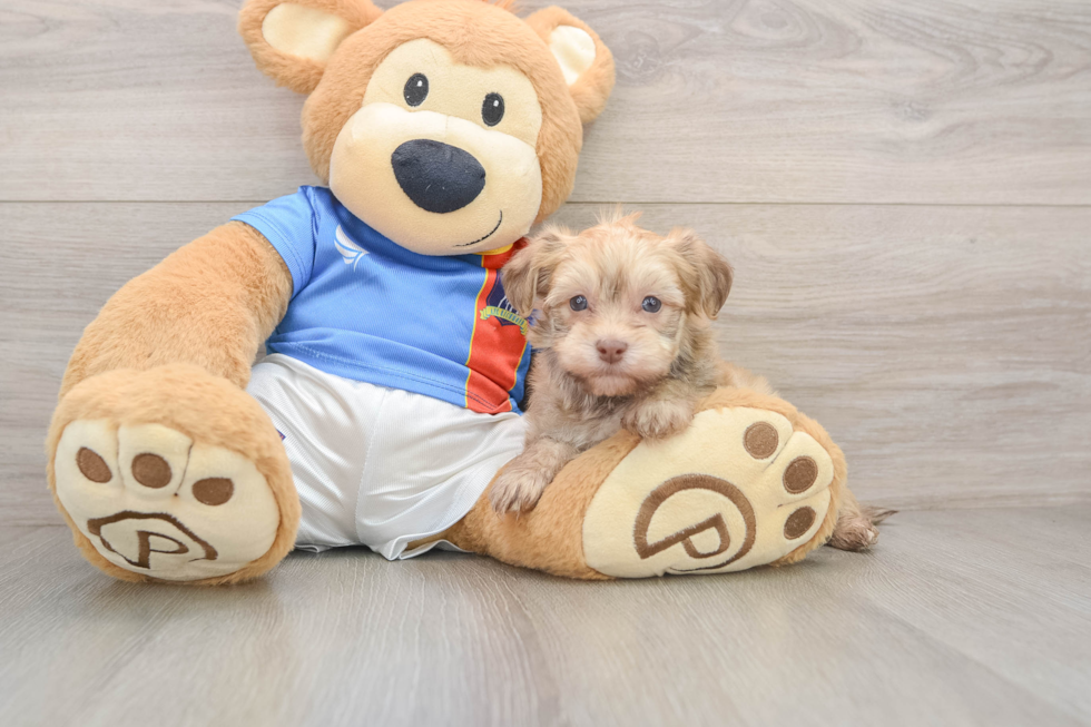 Havanese Puppy for Adoption