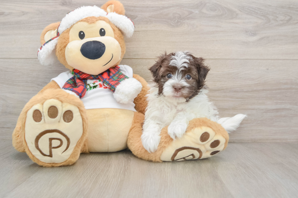 6 week old Havanese Puppy For Sale - Florida Fur Babies