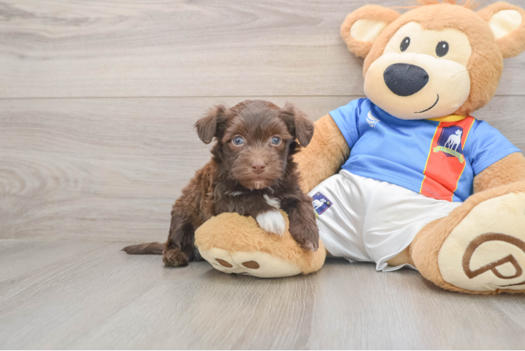 Hypoallergenic Havanese Baby