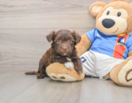 6 week old Havanese Puppy For Sale - Florida Fur Babies