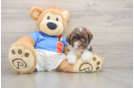 Petite Havaneser Purebred Puppy