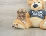 6 week old Havanese Puppy For Sale - Florida Fur Babies