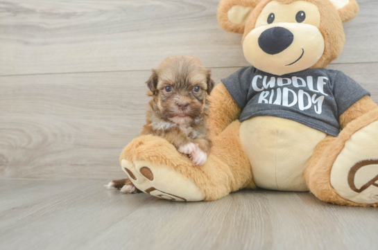 Havanese Pup Being Cute
