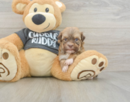 7 week old Havanese Puppy For Sale - Florida Fur Babies