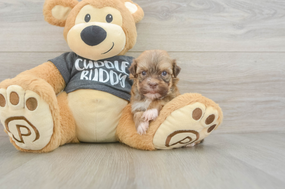 7 week old Havanese Puppy For Sale - Florida Fur Babies