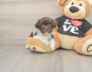 5 week old Havanese Puppy For Sale - Florida Fur Babies