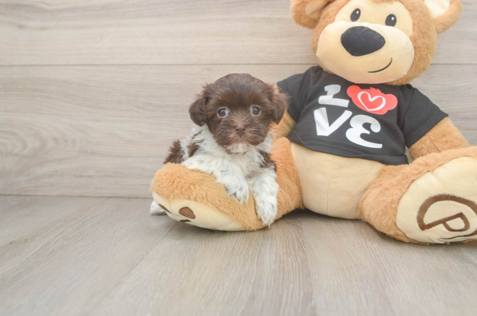 5 week old Havanese Puppy For Sale - Florida Fur Babies