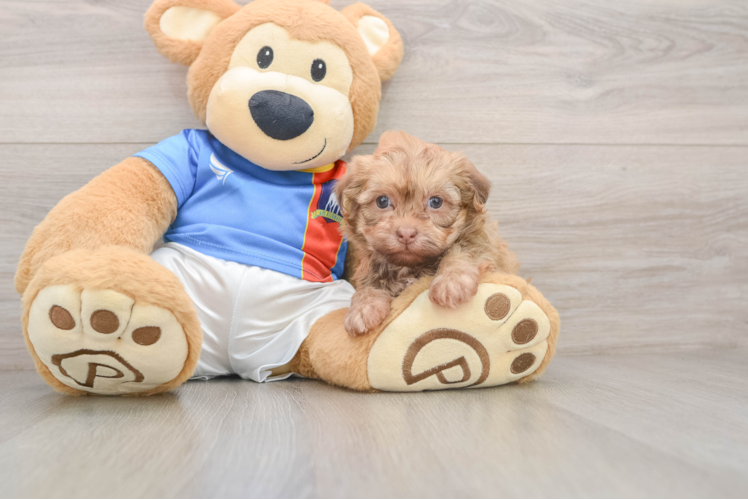 Havanese Pup Being Cute