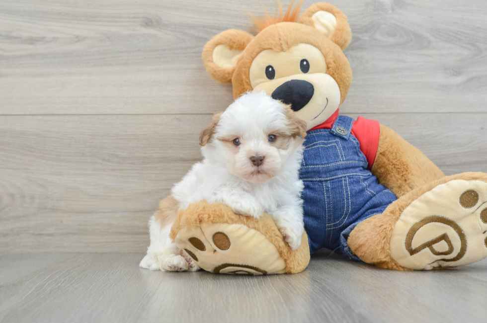 5 week old Havanese Puppy For Sale - Florida Fur Babies