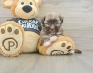 6 week old Havanese Puppy For Sale - Florida Fur Babies