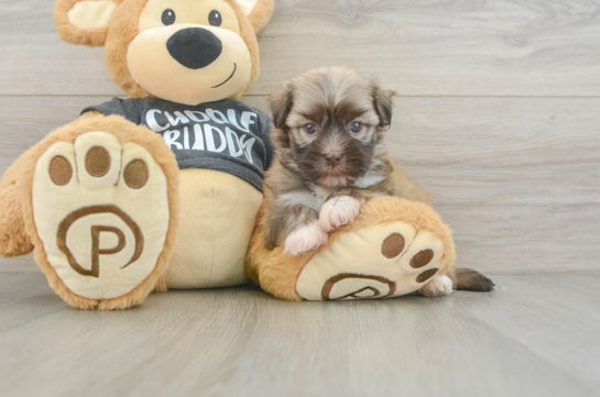 Havanese Puppy for Adoption