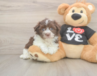 5 week old Havanese Puppy For Sale - Florida Fur Babies
