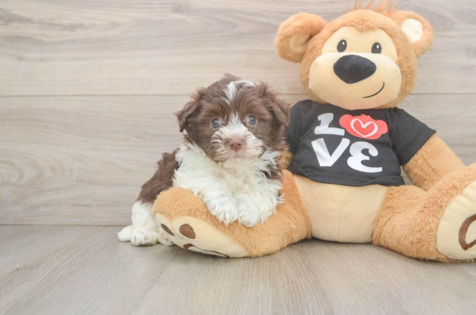 5 week old Havanese Puppy For Sale - Florida Fur Babies