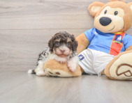 7 week old Havanese Puppy For Sale - Florida Fur Babies