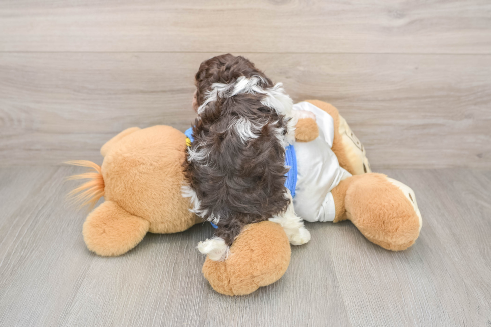 Hypoallergenic Havanese Baby