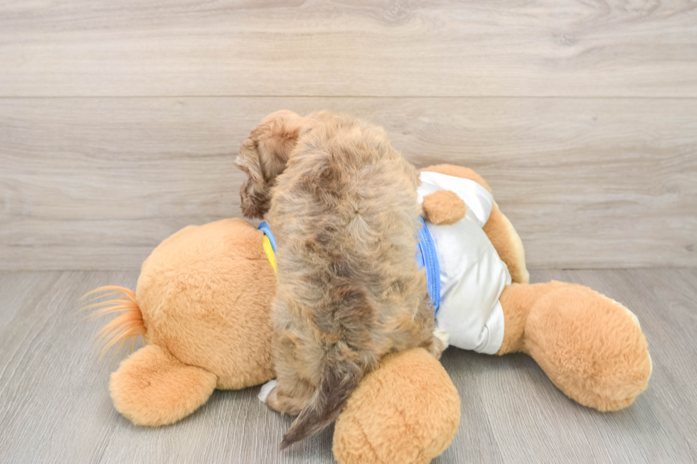 Hypoallergenic Havanese Purebred Pup