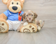 6 week old Havanese Puppy For Sale - Florida Fur Babies