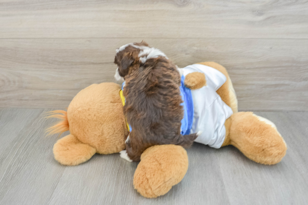 Playful Havanese Purebred Pup