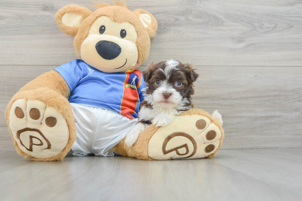 Havanese Pup Being Cute