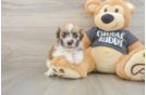 Havanese Puppy for Adoption