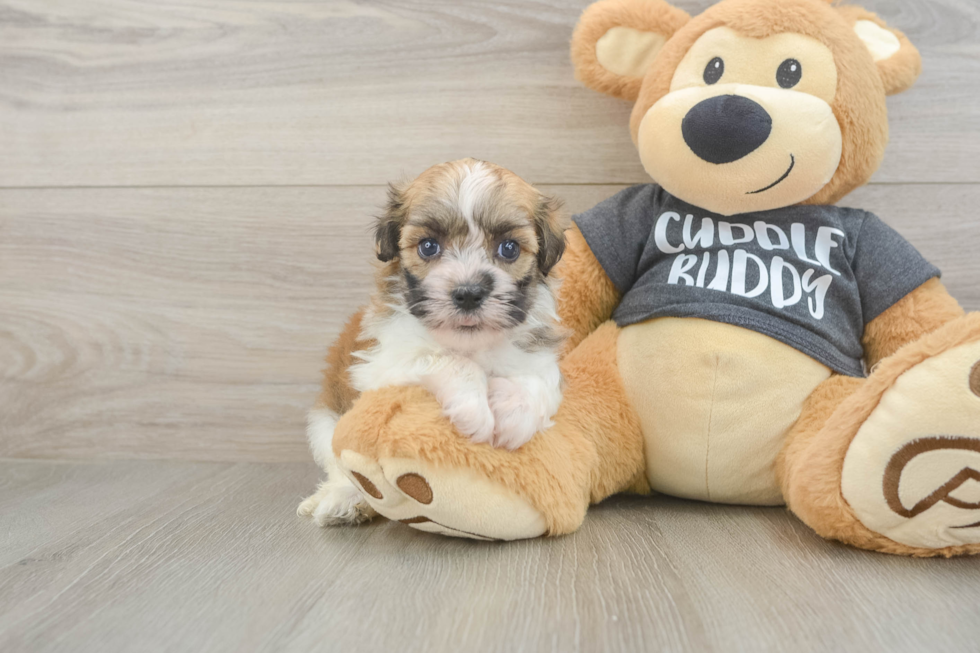 Havanese Puppy for Adoption