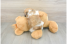 Havanese Puppy for Adoption