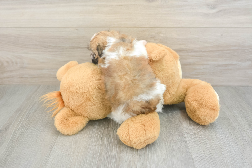 Havanese Puppy for Adoption