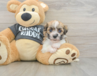 6 week old Havanese Puppy For Sale - Florida Fur Babies