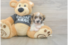 Friendly Havanese Baby