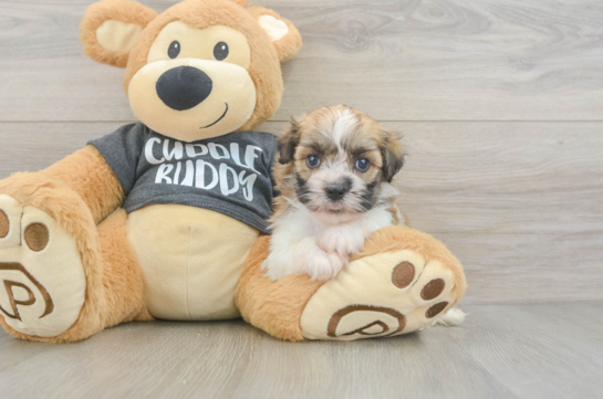 Friendly Havanese Baby