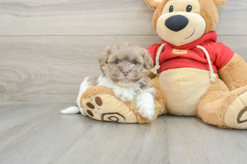 5 week old Havanese Puppy For Sale - Florida Fur Babies