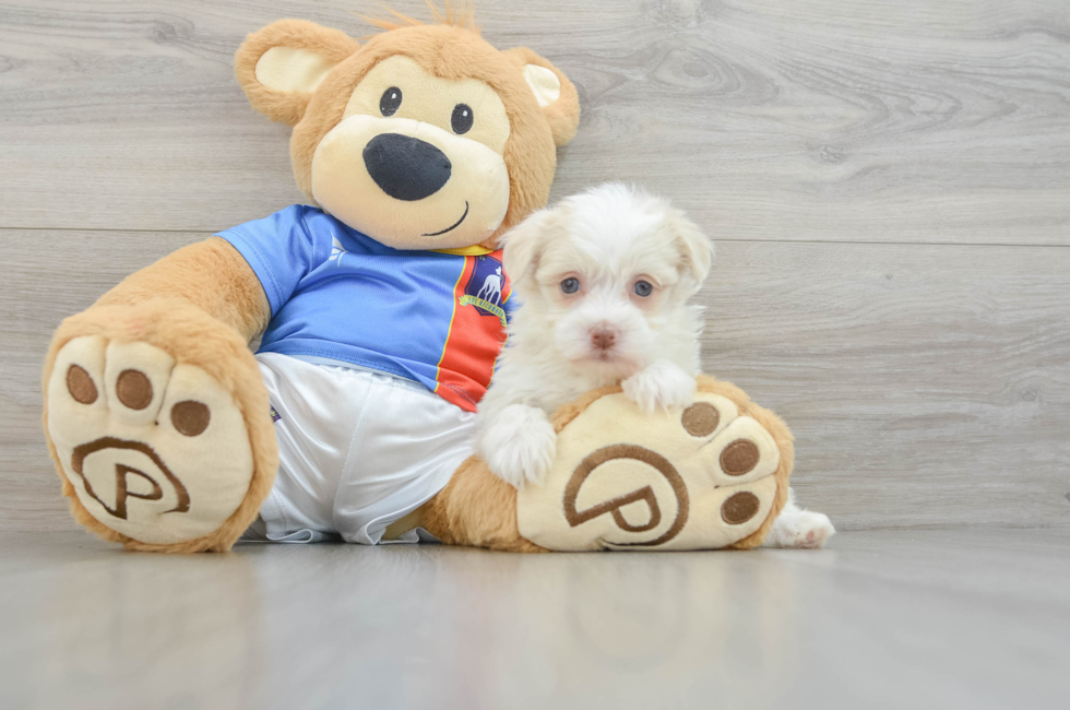 5 week old Havanese Puppy For Sale - Florida Fur Babies