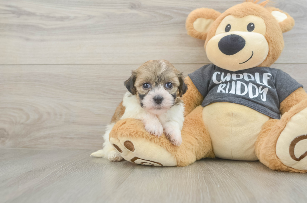 5 week old Havanese Puppy For Sale - Florida Fur Babies
