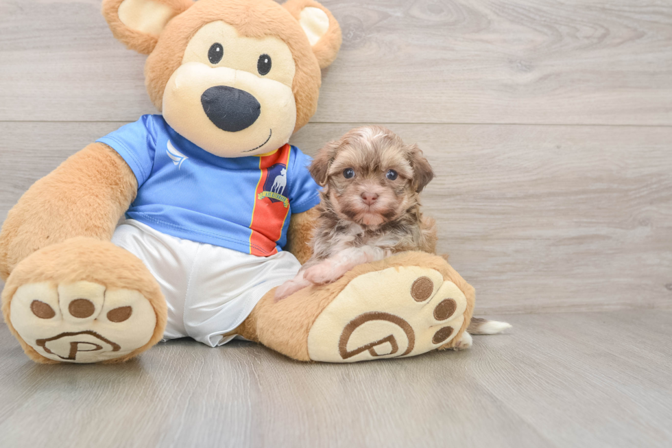 Havanese Pup Being Cute
