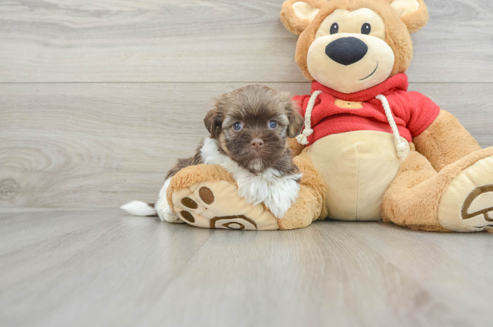 5 week old Havanese Puppy For Sale - Florida Fur Babies