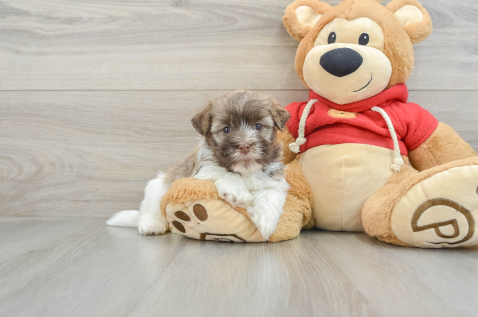 5 week old Havanese Puppy For Sale - Florida Fur Babies