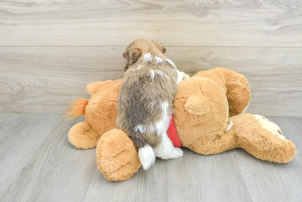 Havanese Pup Being Cute