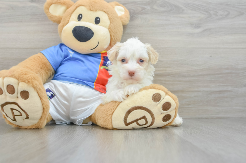 5 week old Havanese Puppy For Sale - Florida Fur Babies