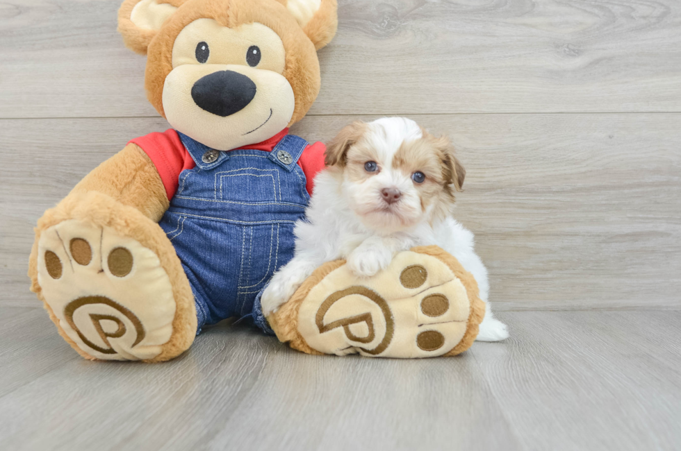 5 week old Havanese Puppy For Sale - Florida Fur Babies