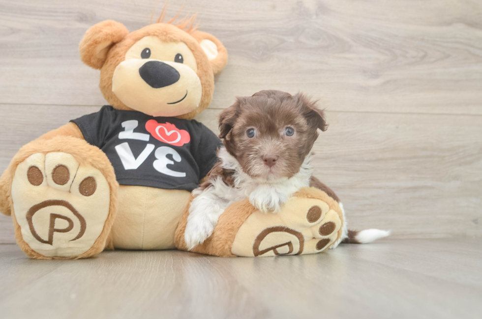 5 week old Havanese Puppy For Sale - Florida Fur Babies