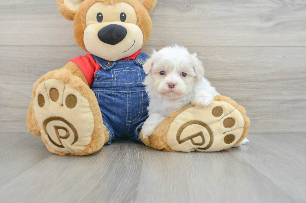 5 week old Havanese Puppy For Sale - Florida Fur Babies