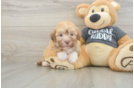 Havanese Puppy for Adoption