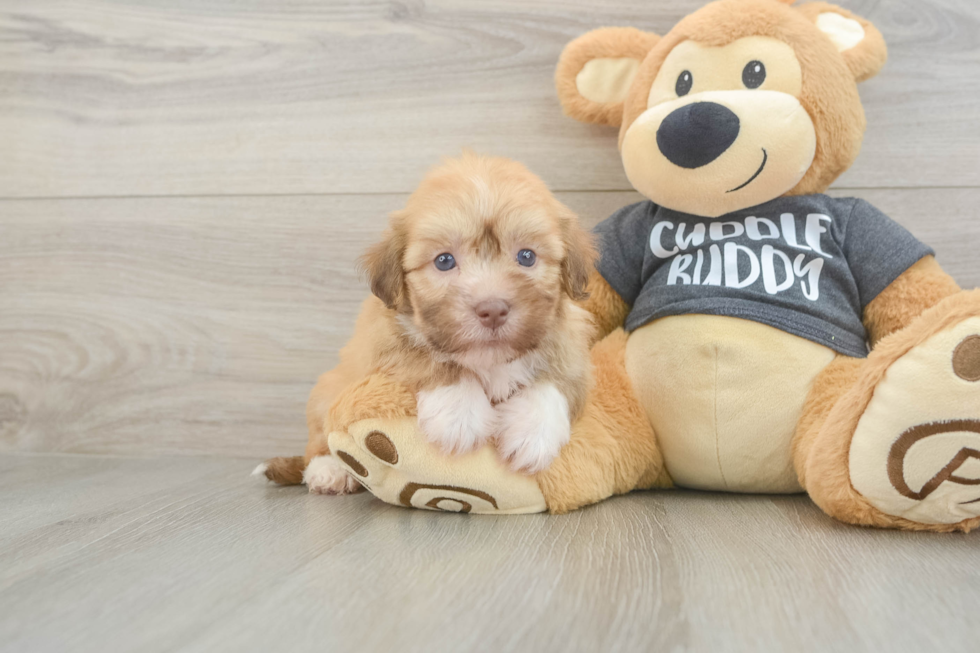 Havanese Puppy for Adoption