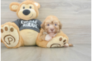 Playful Havanese Purebred Pup