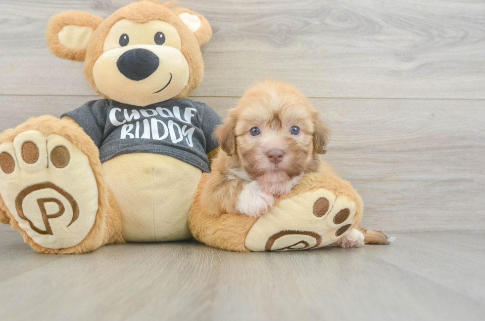 5 week old Havanese Puppy For Sale - Florida Fur Babies